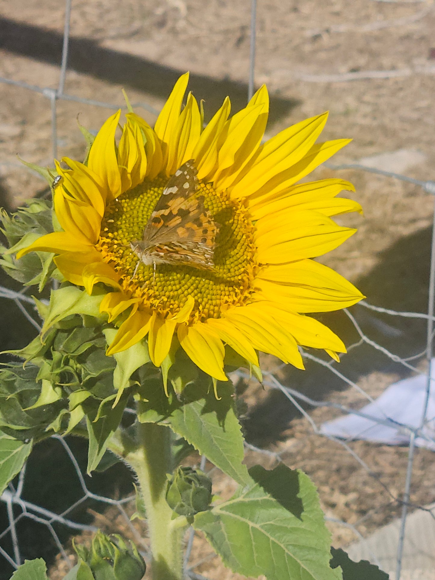 The Farmers Pen Pal - Pre order for April 5th Snail Mail Club